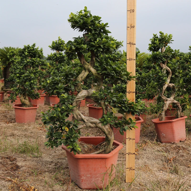 Ficus microcarpa,big 8