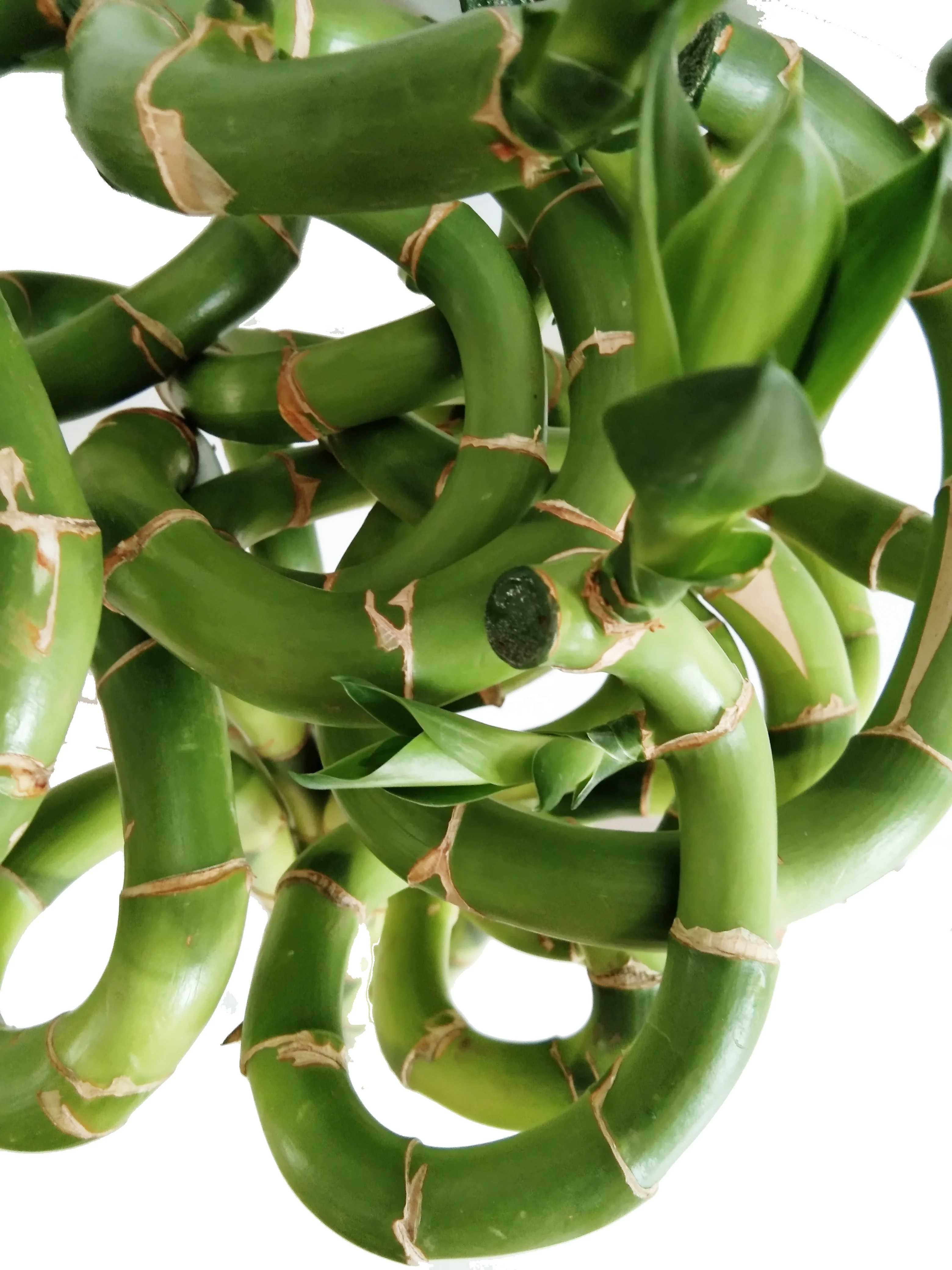 
Green Spiral lucky bamboo plant dracaena sanderiana with good quality Zhanjiang 