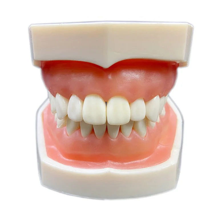 High quality dental implant tooth model made in china dental pathology model plastic tooth model for sale