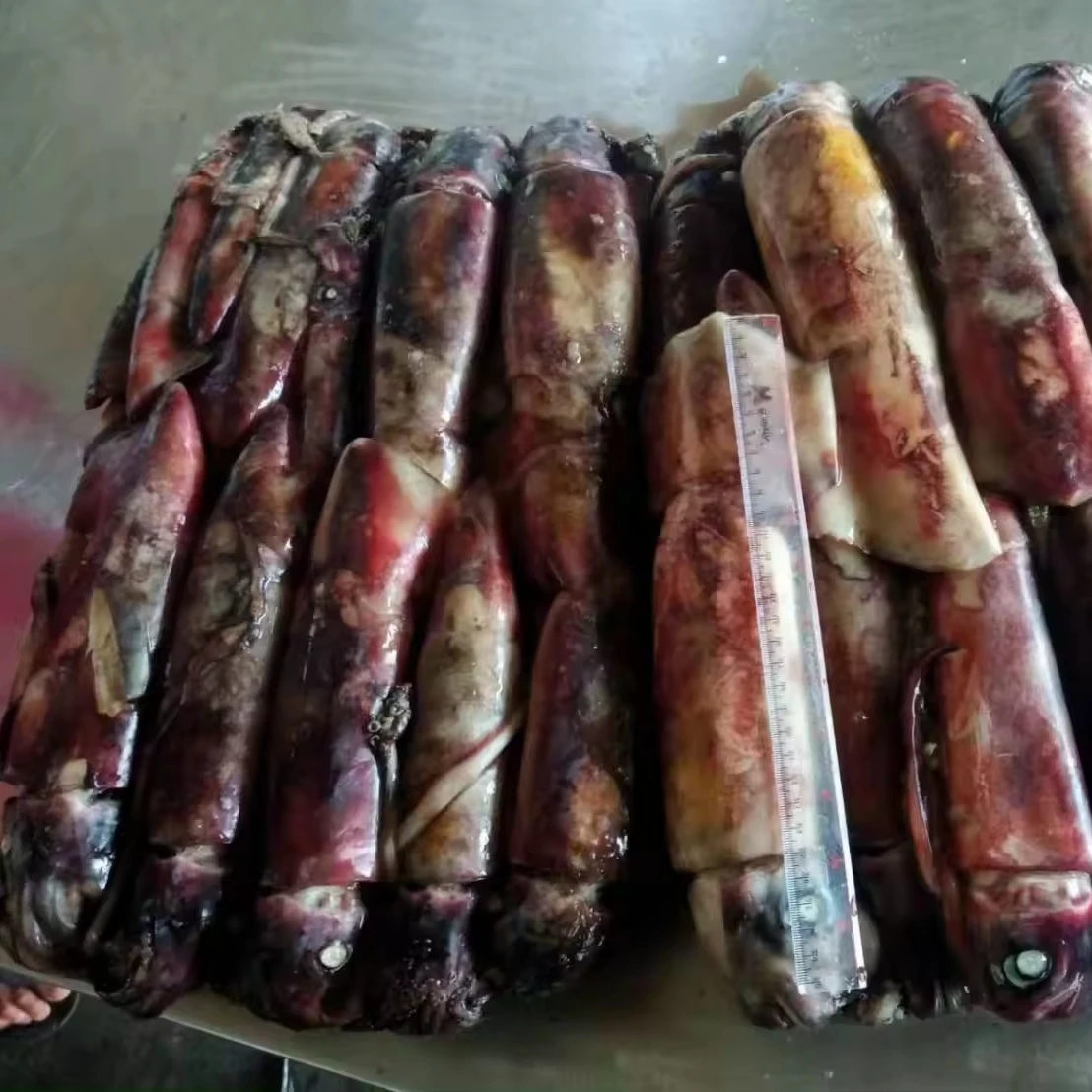 Attractive Price Calamari W/r Indian Squid Seafood black SQUID WHOLE ROUND CHINA SEAFOOD IMPORTER seafrozen squid