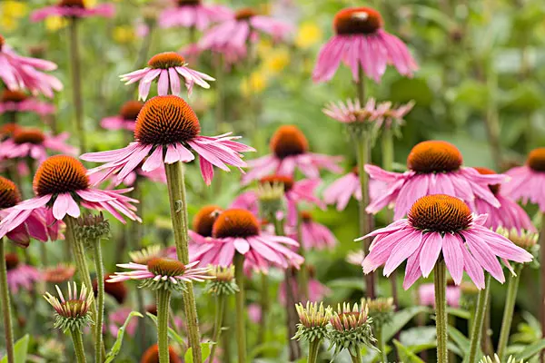 Echinacea Purpurea Extract powder chicoric acid polyphenols echinacea purpurea