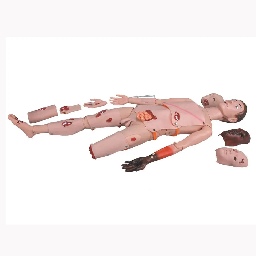 Medical science teaching resources education human plastic anatomical  educational training trauma nursing manikin