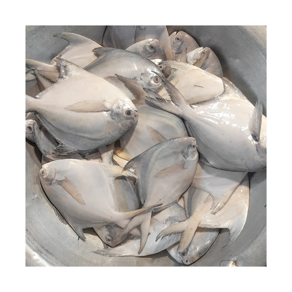 Frozen white pomfret fish frozen silver pomfret fish frozen silver pomfret exports