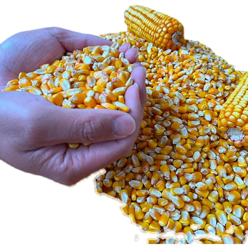 Wholesale farm old corn yellow dry corn kernels