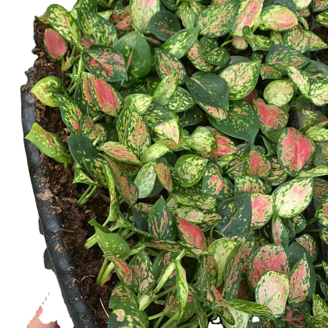 
Aglaonema live plants Indoor bonsai woodly plants Aglaonema with red leaf aglonema 