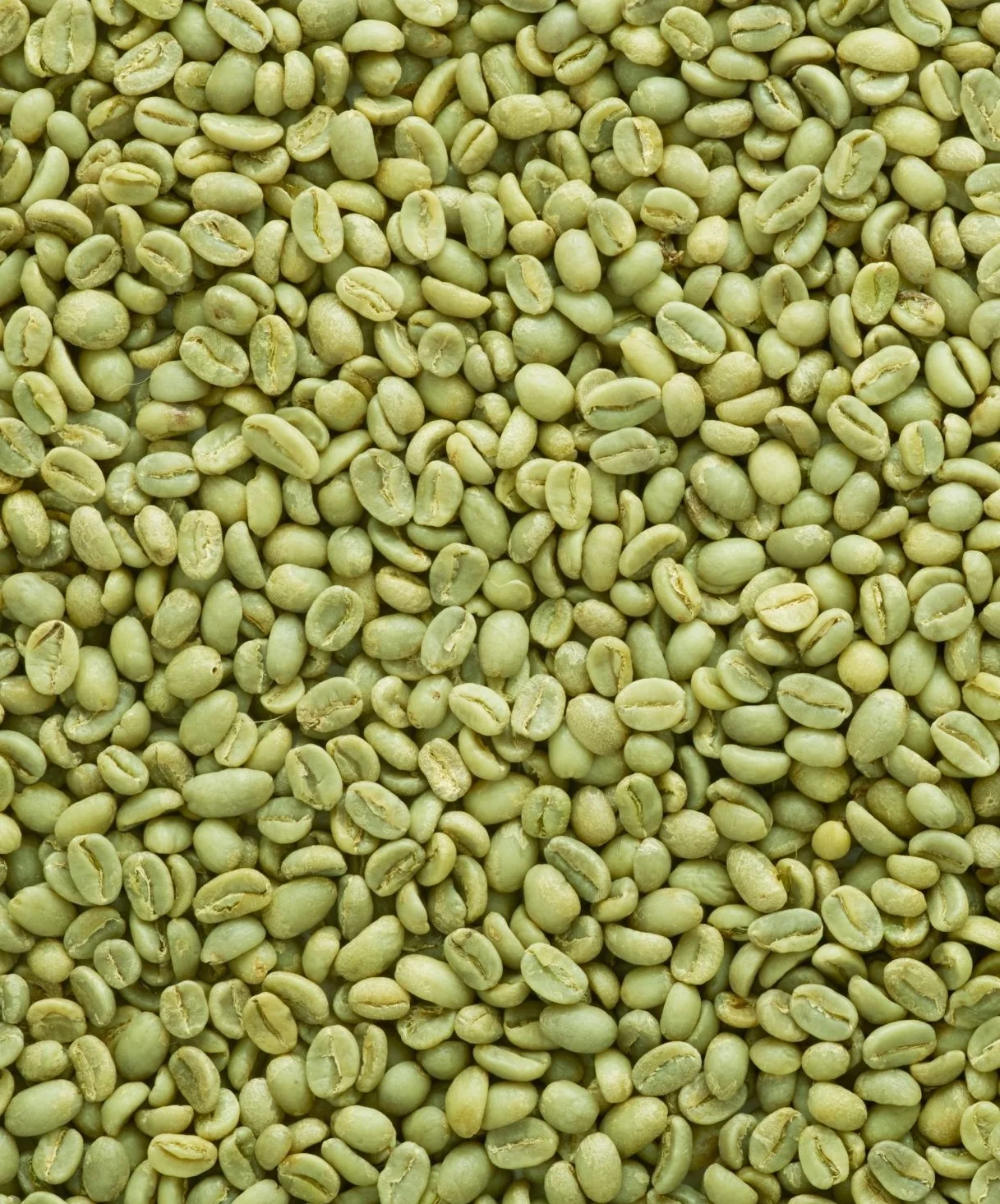 Моющиеся экранированные зеленые кофейные зерна jimma yirgachefe sidmo