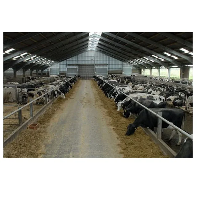 2023 Cheap New Design Prefab Cow Farm Building Steel Structure Cattle Shed