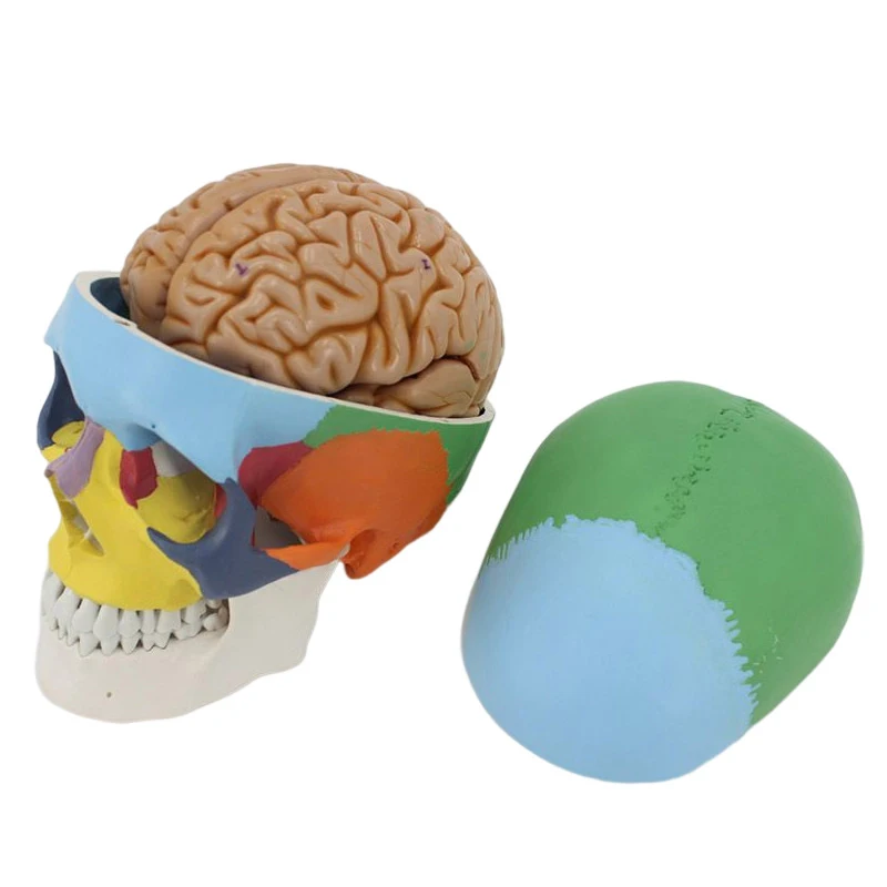 Colored Human Skull Model Life Size Anatomical Anatomy Adult Head Model Medical Teaching Skeleton Head Studying