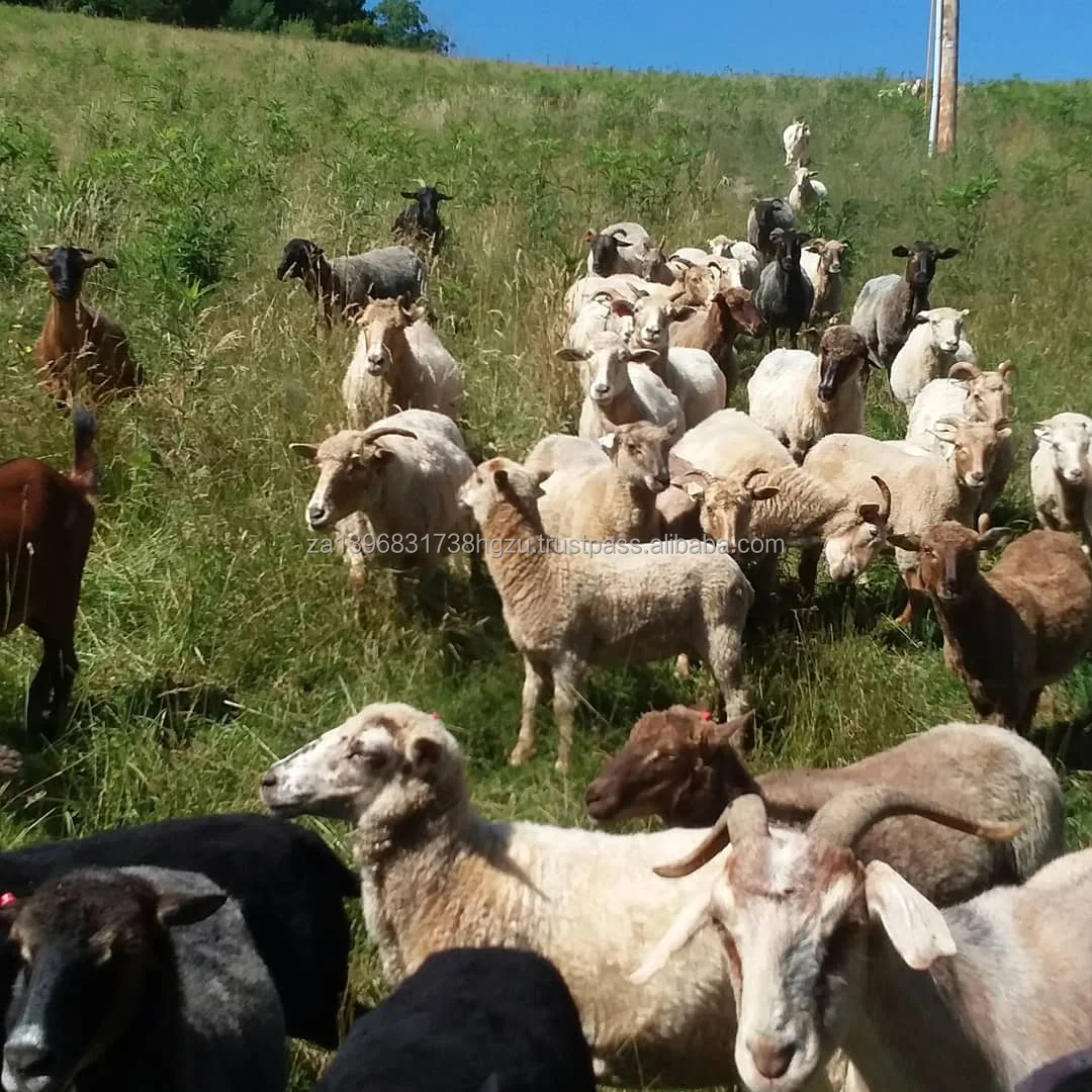 European Spanish goats For Sale