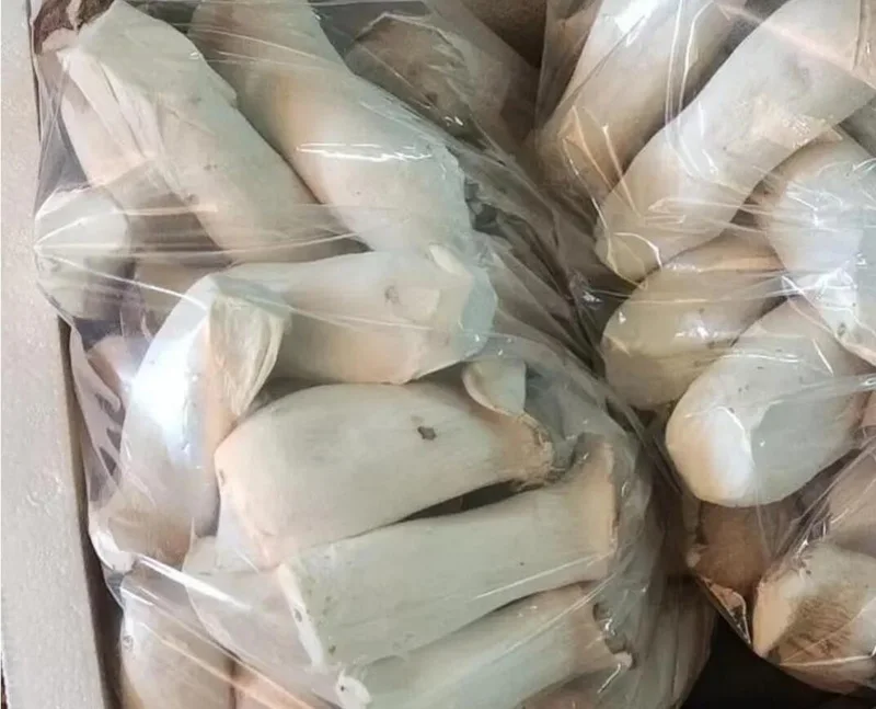Wholesale price king oyster mushroom in store for mushroom buyers
