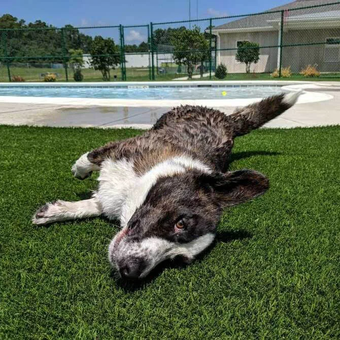 Anti bacterial Top Sale Artificial Green Grass for indoor outdoor pet carpet