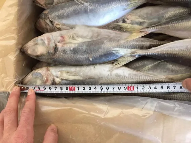 Frozen Horse Mackerel, Pacific Mackerel, Tuna, Trout, Bonito, Tilapia, Squid, Salmon fish