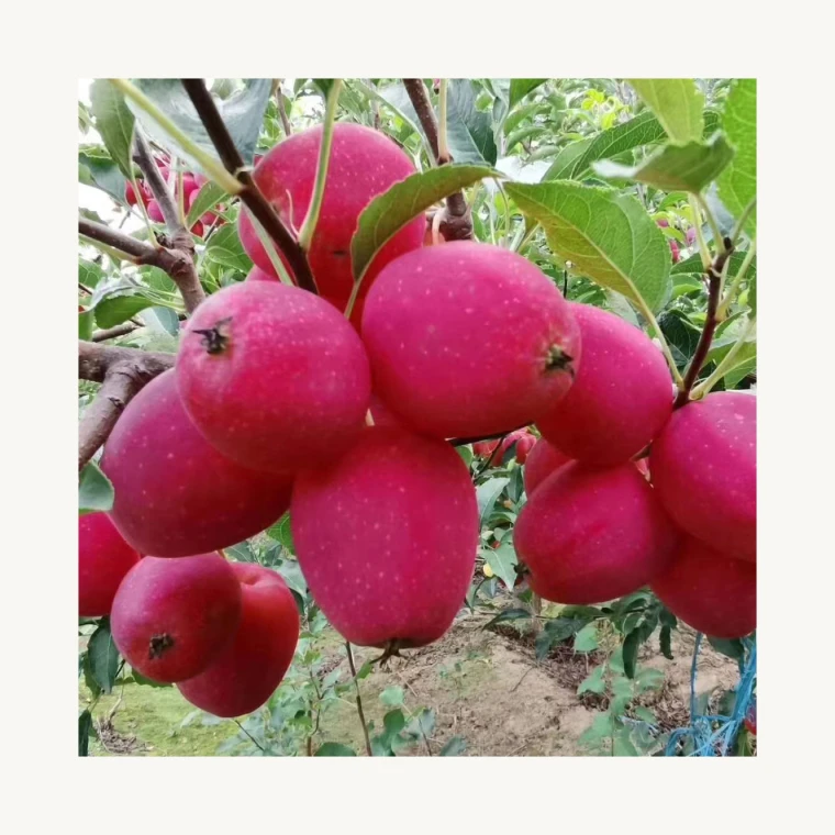 Specialist farms produce fresh rose apples