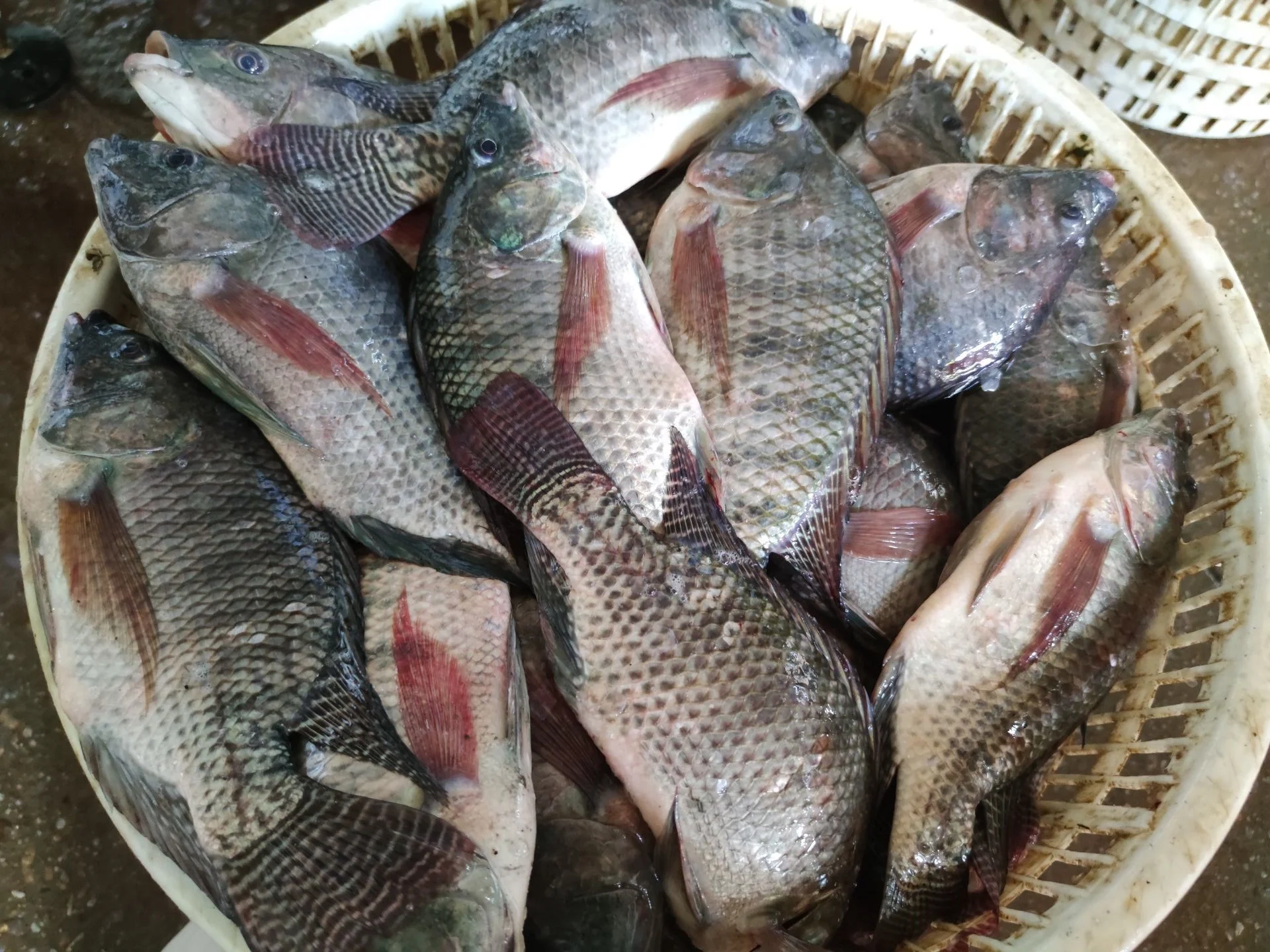 
Factory Supply Frozen Whole Round Tilapia Fish 
