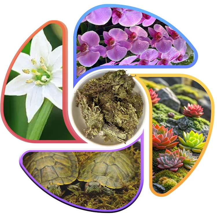 Butterfly Orchid Climbing Pet Dendrobium Plants Organic Fertilizer Nutritious Soil Dry Moss Orchid Cultivation Water Moss