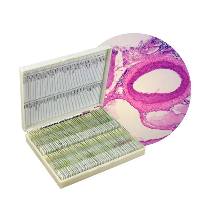 zoology prepared slides  2 cell stage of egg of Sea urchin W.M.