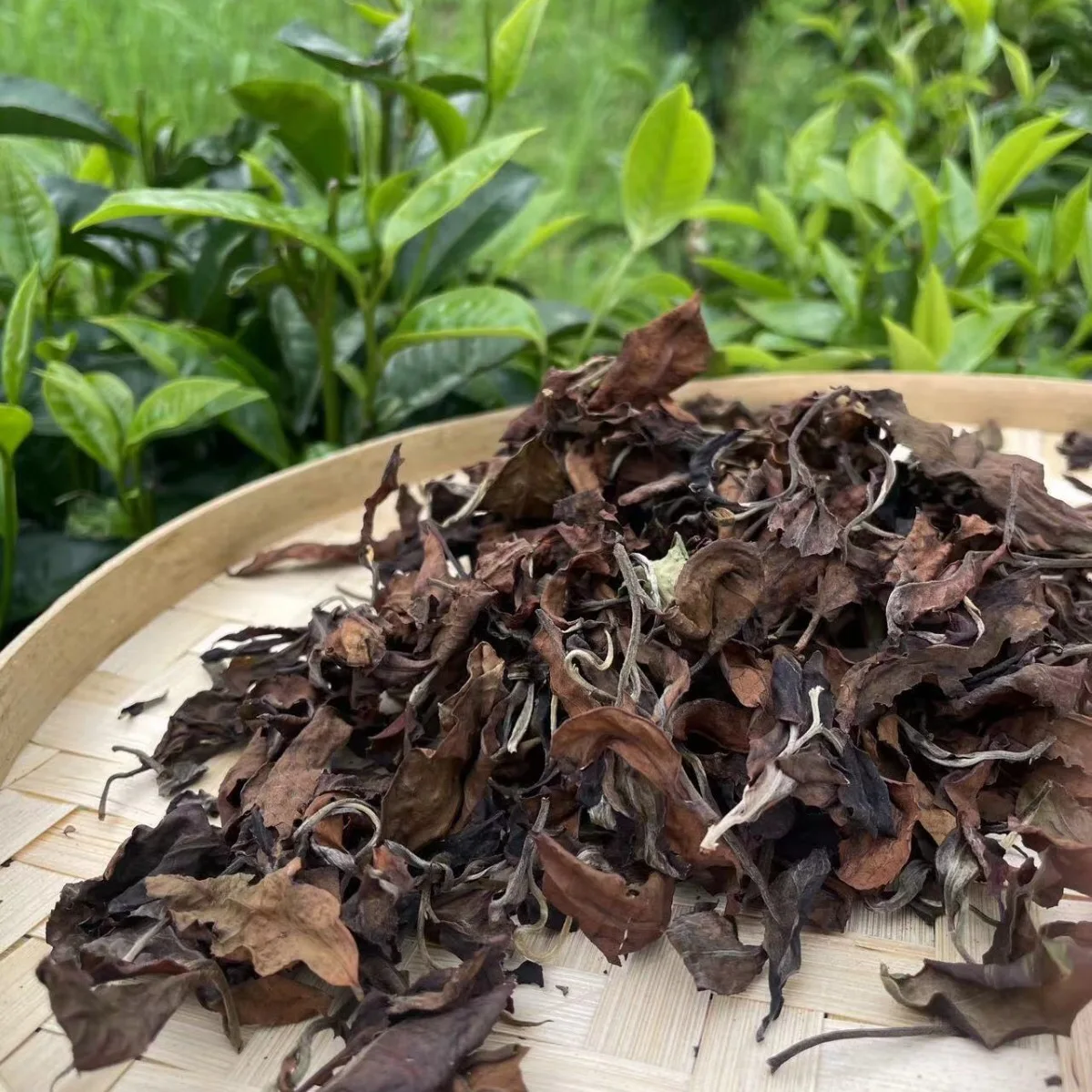 New style hot selling Yunnan gaba white tea gaba white peony loose tea leaves bai mu dan