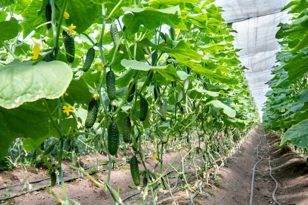 commercial price of m2 agricultural greenhouse arches poly professional tunnel green house/tomato greenhouse for sale