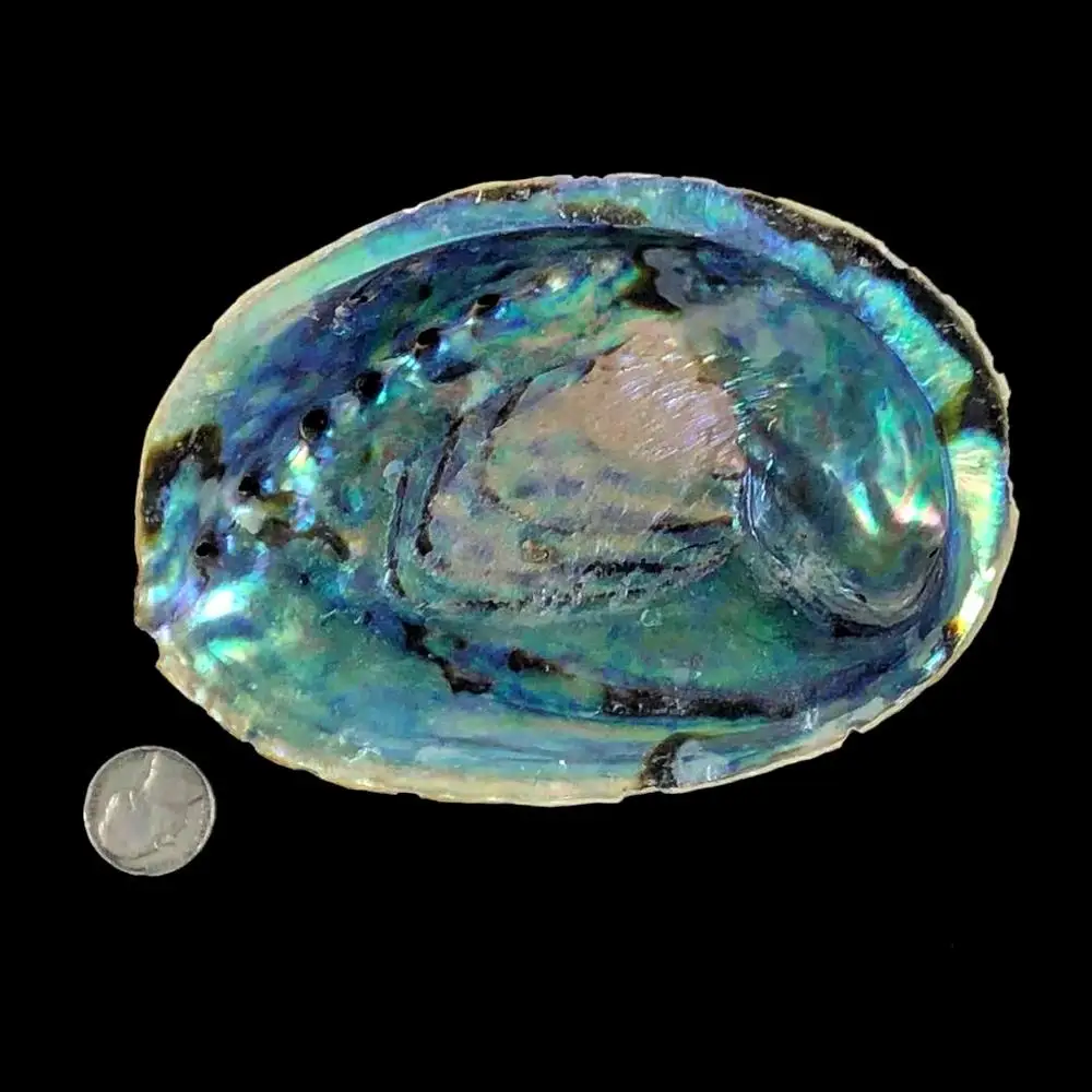 
Hot-selling natural marine raw crafts abalone shells for home decoration 