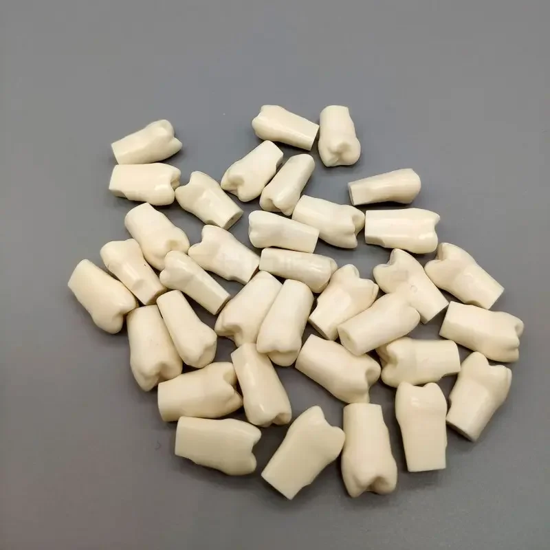 Favourable False Teeth Dental Teaching Model