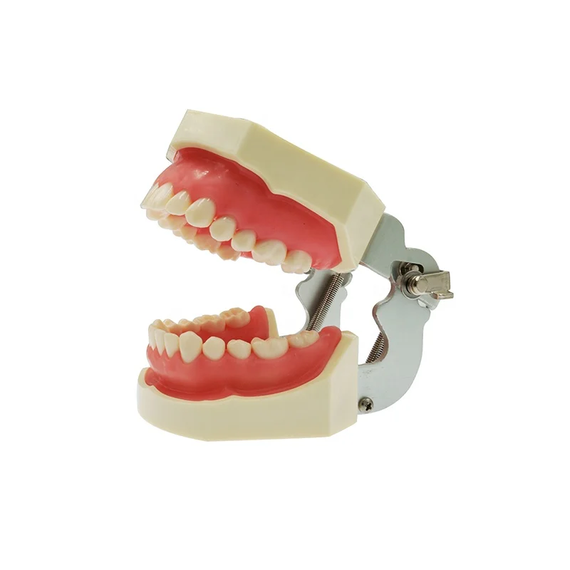 Nissin Manikin phantom head models with clear plastic head for various types of dental training