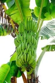 Long green banana Vietnam High quality Best price