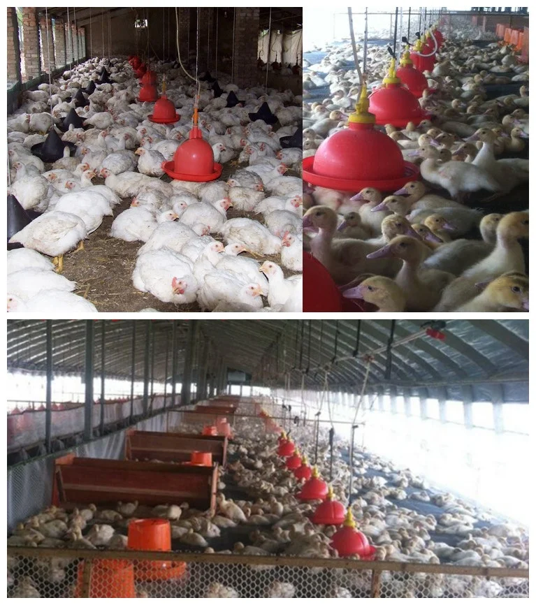 China good sale chicken plasson drinker  at low  price