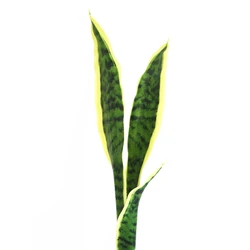40cm long artificial sansevieria stem for indoor decoration