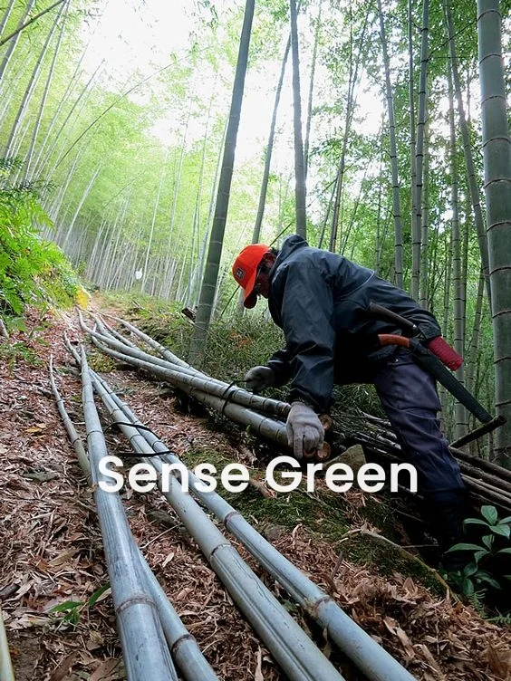 Moso оптовая продажа большие круглые бамбуковые столбы Натуральный Необработанный бамбук для строительства и украшения