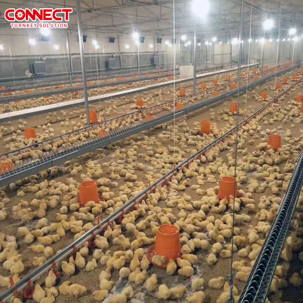Complete Capacity Automatic Poultry Chicken Breeder Broiler Layer Farm Building Henhouse Raising Farming Equipment System Set