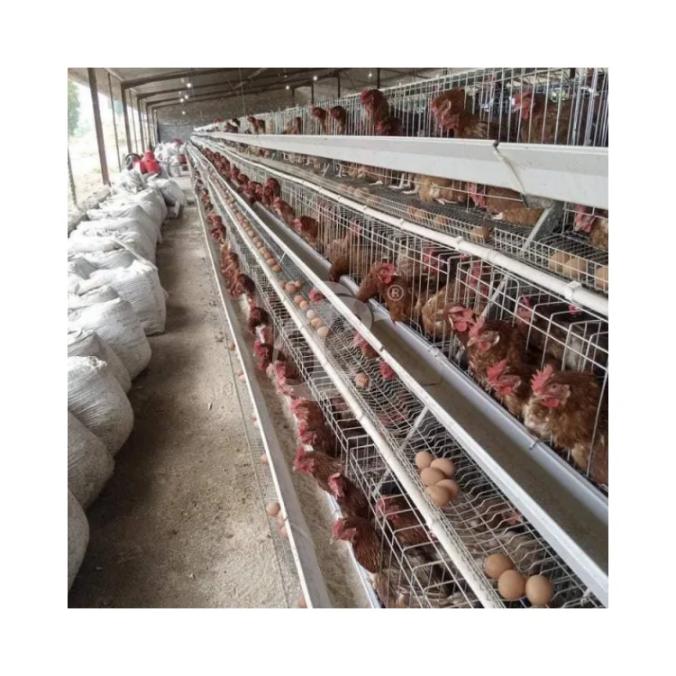 Automatic Cages For Layer Chickens With Feeding System And Egg Collector