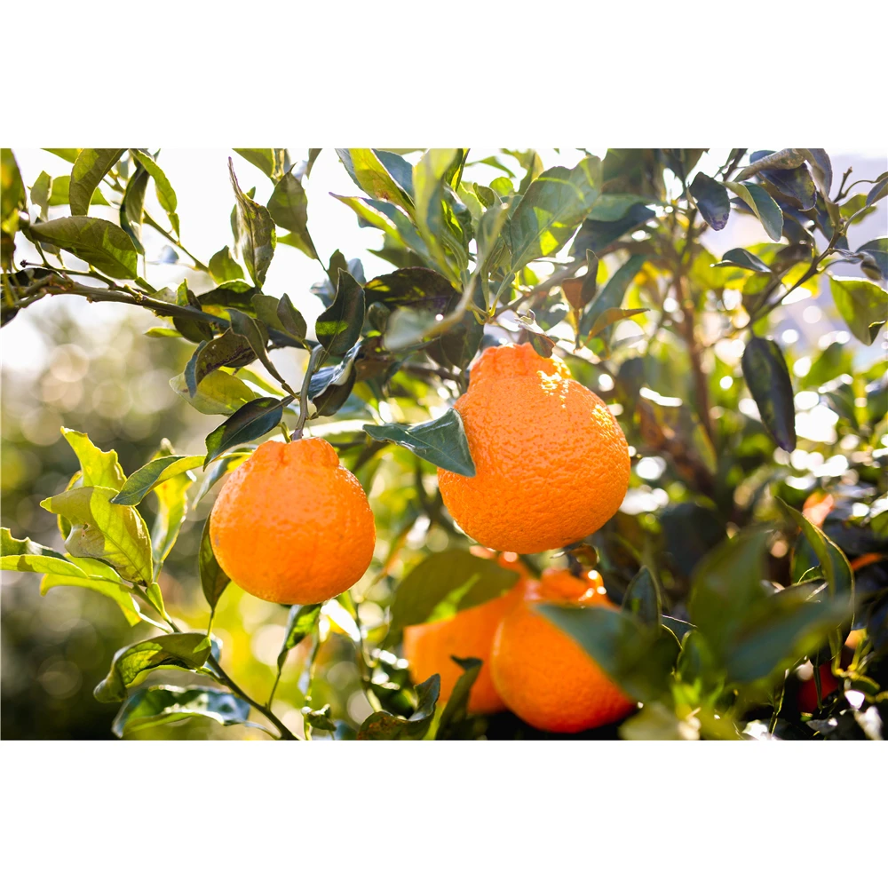 
Japanese fruit juice orange drinks and beverages for wholesale 