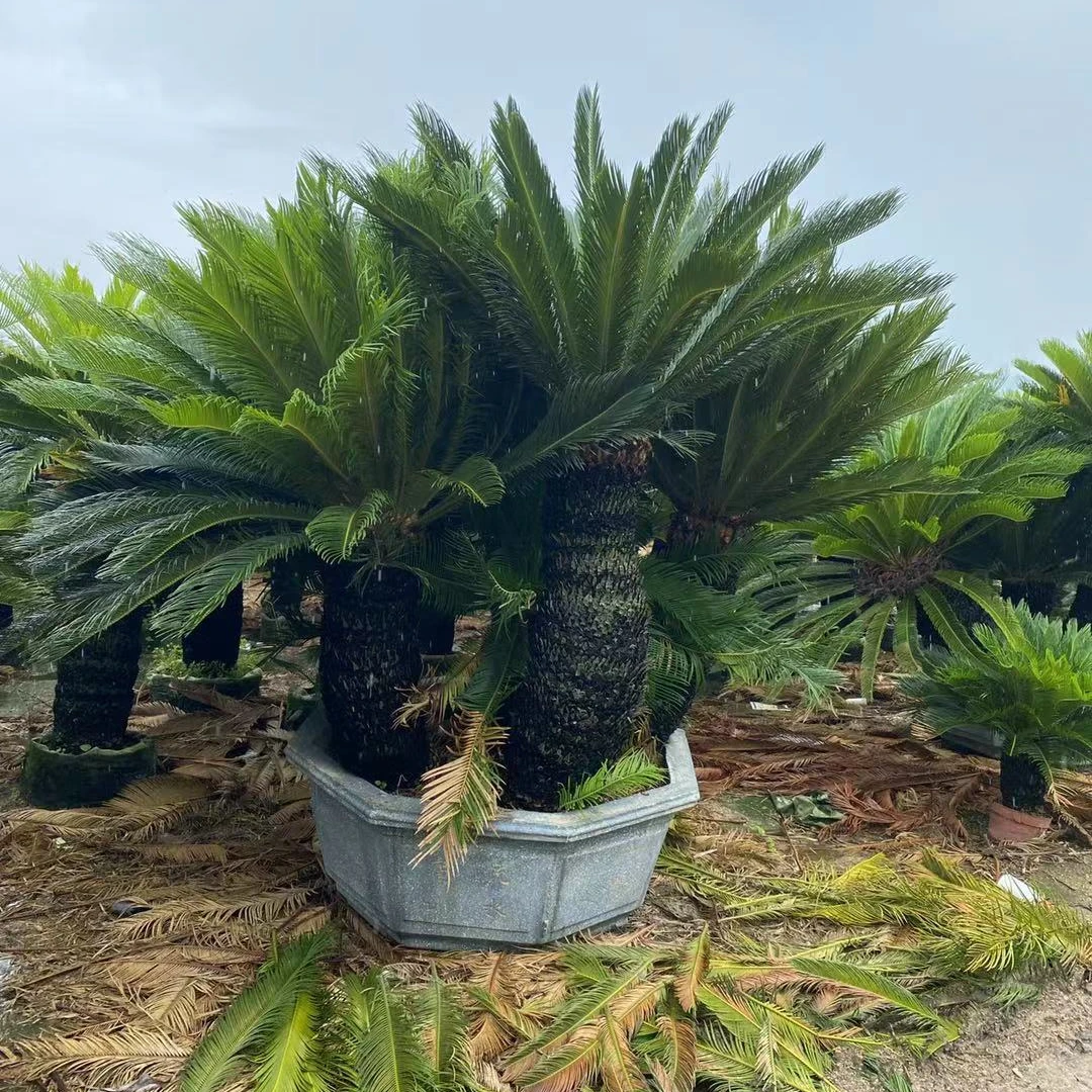 Мульти-головная Cycas Revoluta (Sago ладонь)