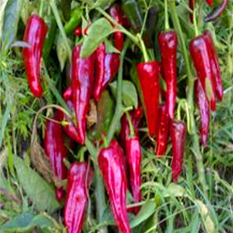 Натуральный чили Jinta сушеный перец с птичьим глазом Chili Red Chilli