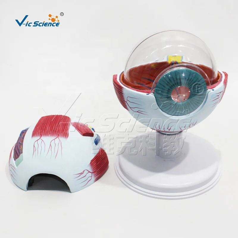 Eye 6 Parts human eye anatomy model eye anatomy model