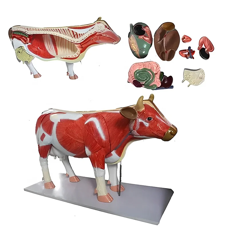 Medical Teaching Cattle Animal Bovine Anatomical Dissection Model Vet Animal Cow Anatomy Model