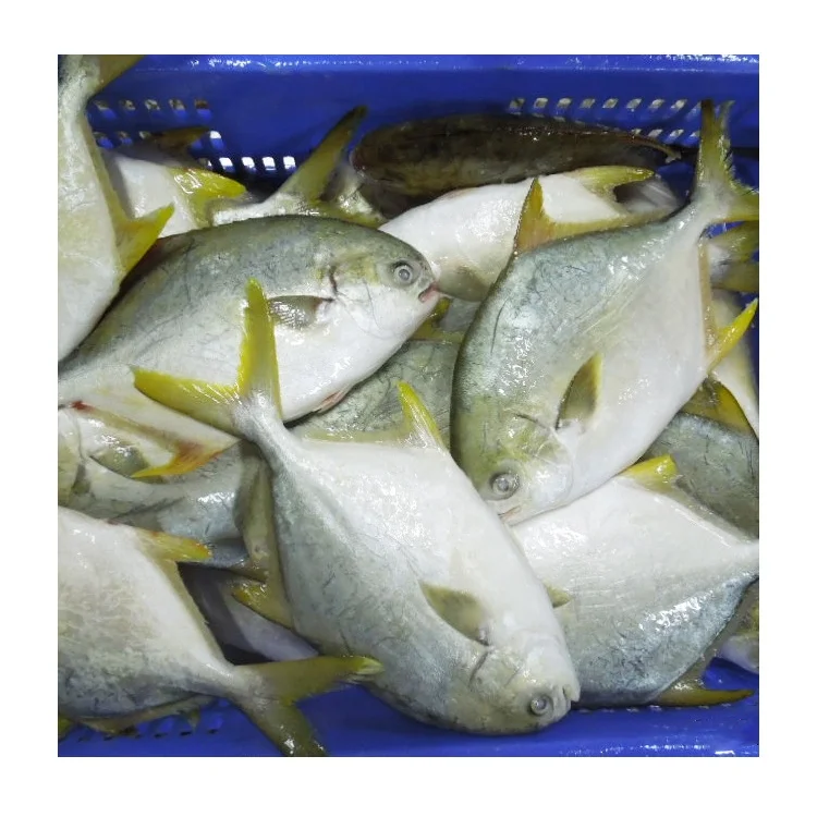 Акция, высокое качество, замороженные рыбные морепродукты IQF, Золотой помпано, помлад, для ресторана