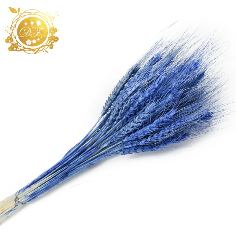 Hot sale supplier  natural wheat real dried wheat  flower  for DIY bouquet