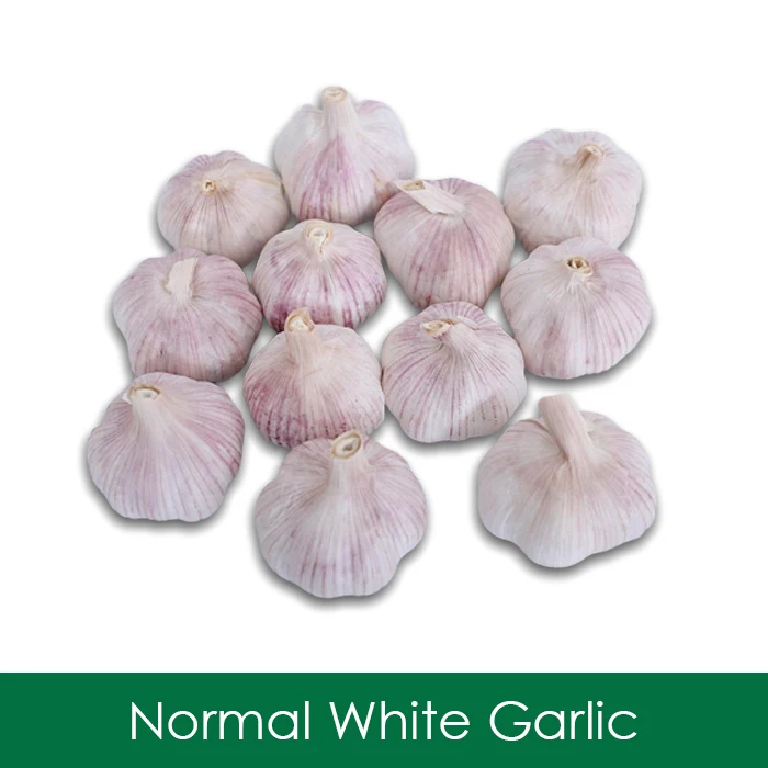 2022 China Wholesale Fresh Garlic Direct Supplier White Fresh Garlic