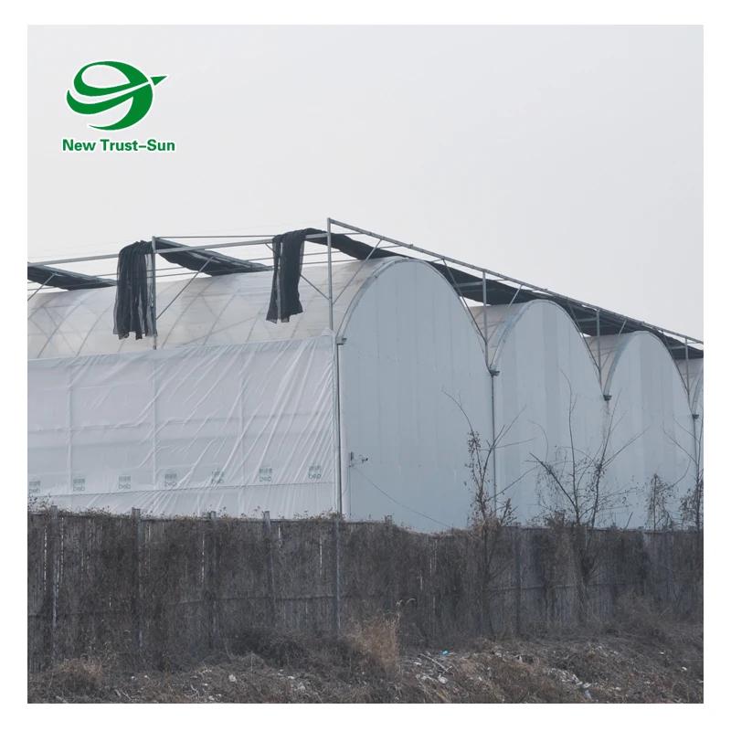 
Hydroponic System Garden Tunnel Multi-span plastic Film Greenhouse 