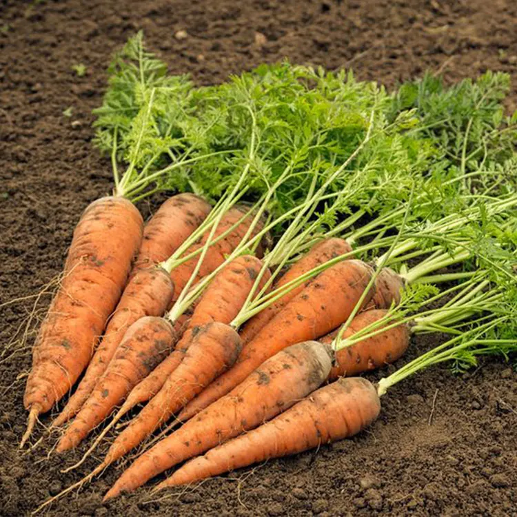 Affordable Nutritious Carrots