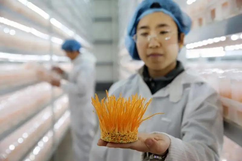 DETAN Premium High Quality  Edible Factory Growing Fresh Cordyceps Militaris Mushroom Wholesale Price