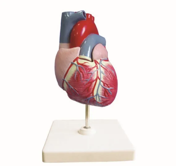 YA/C022 Heart model, life size, 2 parts