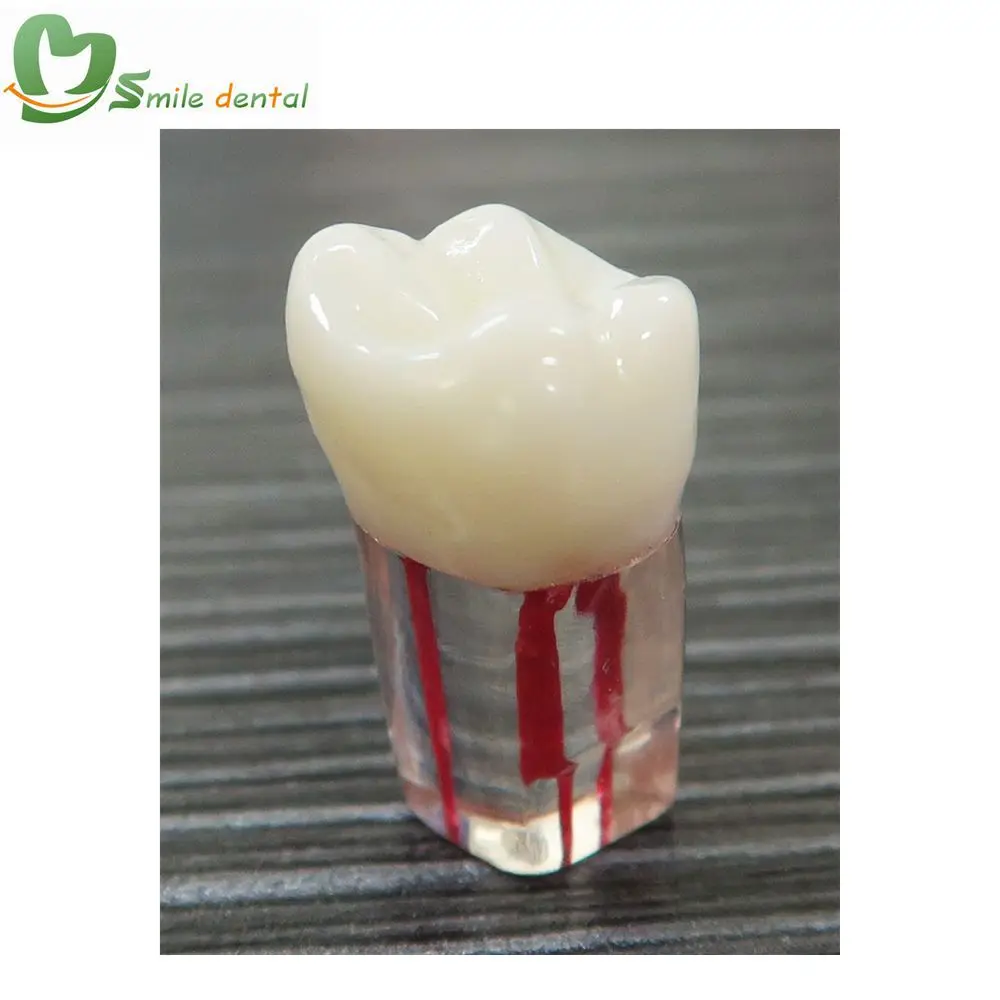 Endo canal dental practice teeth