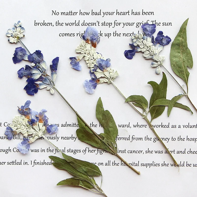 12pcs/pack Sage with Leaf For Resin Epoxy Wax Seal Wedding Photo Frame Eco-friendly Real Pressed Flower