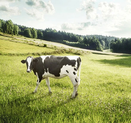 Wholesale Price Very Nice Natural Additive-Free Cowhead Pure Milk