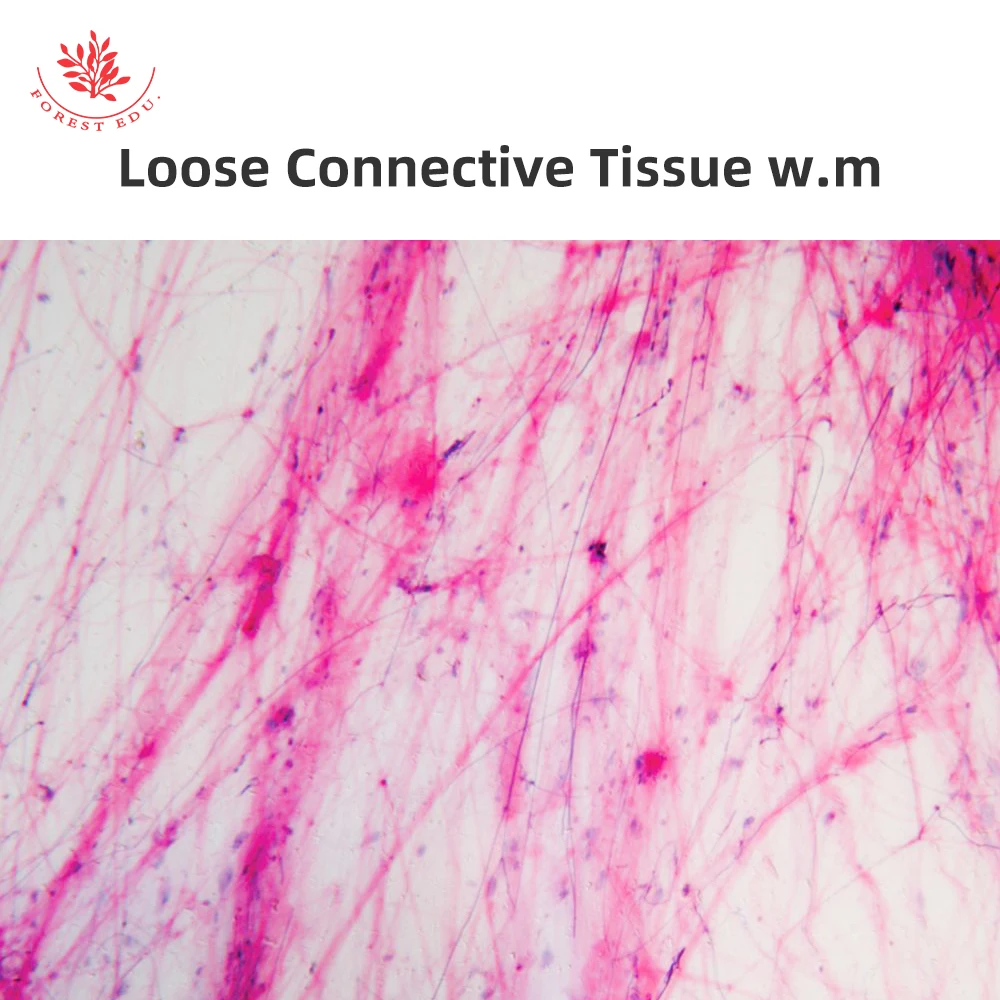 Microscope Prepared Slides 5pcs Connective Tissue Slide Biology High Quality Best Price For Educational Purpose Histology Slides