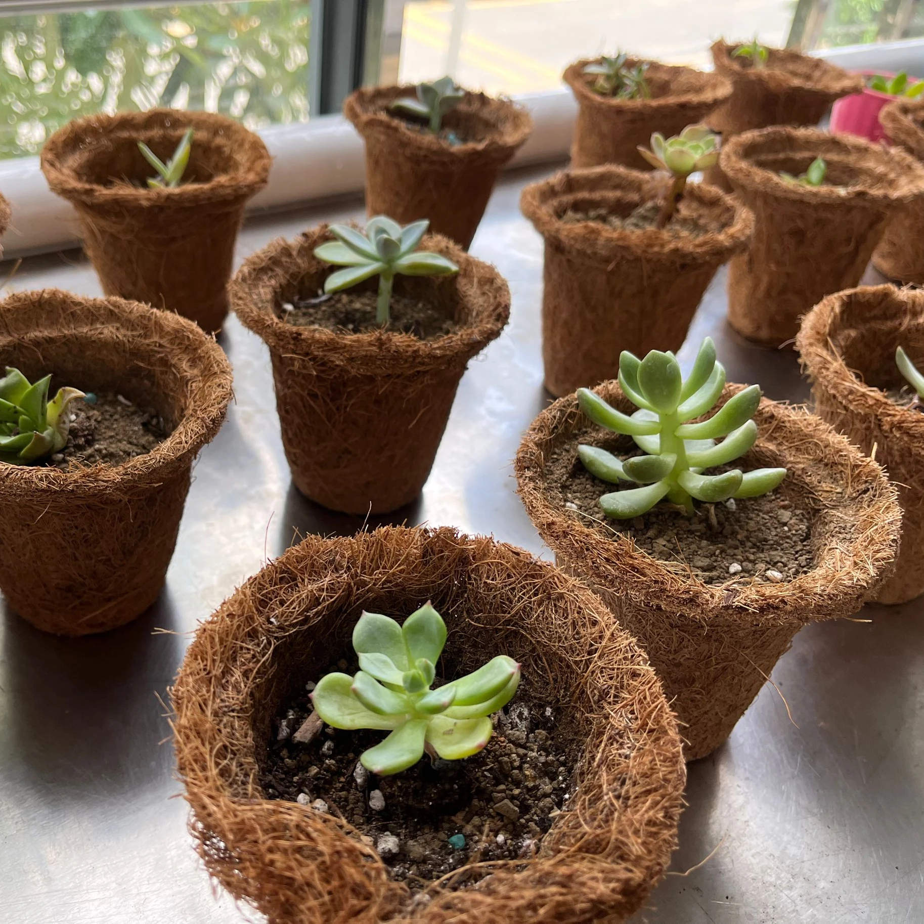 Biodegradable Coconut Fiber nursery cup with different size