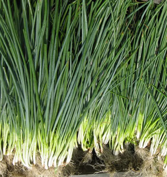 MSH01 Baitou из белого топа и op зеленый семена шалота, зеленый, семена лука