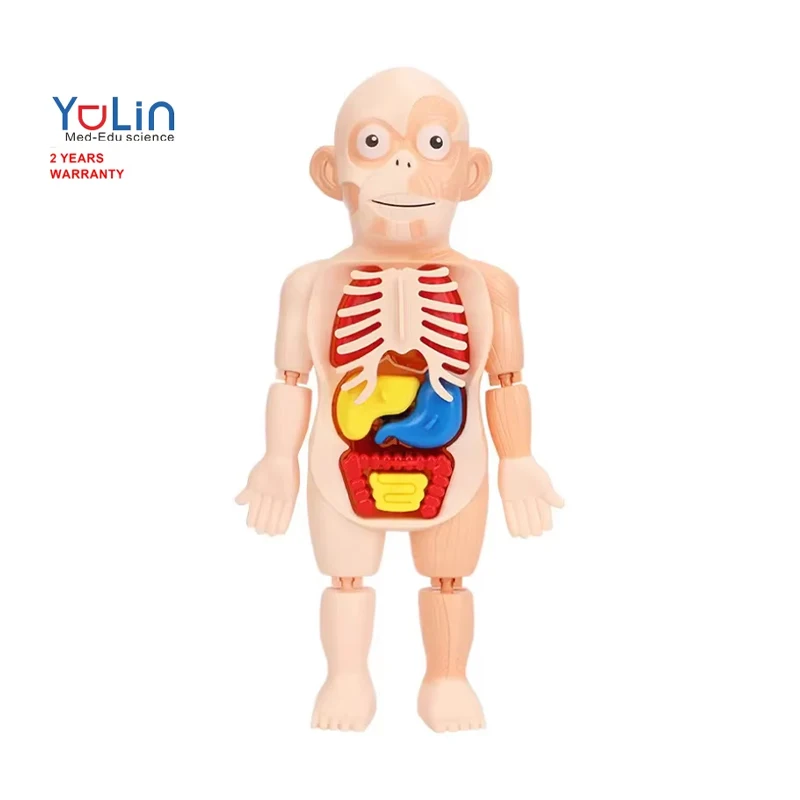 Kid 3D Puzzle Human Body Anatomy Model Educational Learning Organ Toy Torso Skeleton Early education human organ model